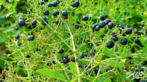 طرز تهیه رنگ مو با روناس روناس